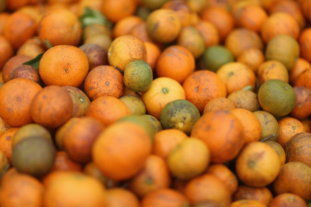 Consecuencias del HLB, también conocido como &#039;greening&#039; en algunas naranjas de Florida