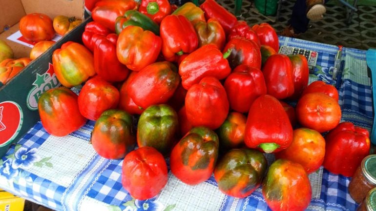 Pimientos de Isla recién cogidos de la Huerta.