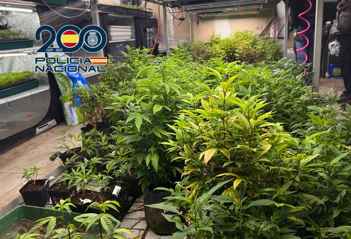 Imagen de la plantación