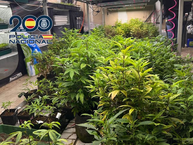 Imagen de la plantación