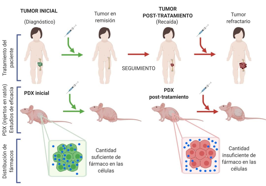 Reproducen en ratones, por primera vez en el mundo, un cáncer infantil en sus diferentes etapas para descubrir por qué se hace resistente a la medicación