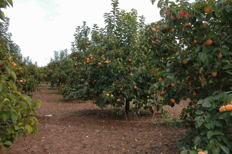 Los agricultores de la provincia no descartan manifestarse contra las pérdidas económicas