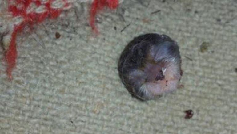 Algunos gatos fueron hallados decapitados