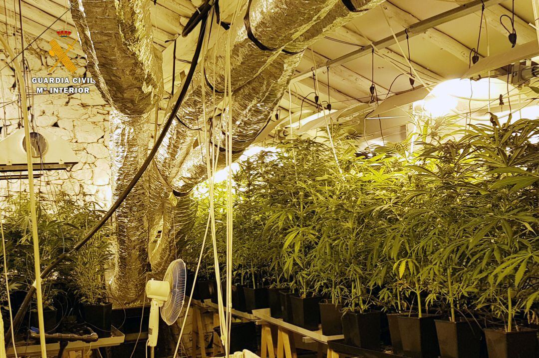 La Guardia Civil ha desmantelado una plantación de marihuana con un peso total de casi 30 kilos, y ha detenido a un hombre como presunto autor de un delito contra la salud pública 