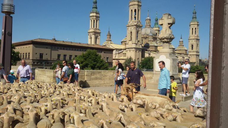 Las 150 ovejas, cruzando el Ebro por el Puente de Piedra de Zaragoza 