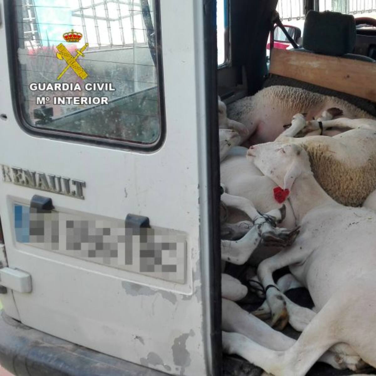 Detenidos por robo de animales