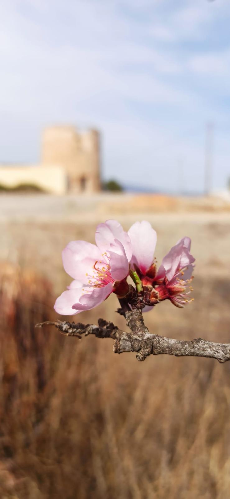 Cartagena Oeste en flor