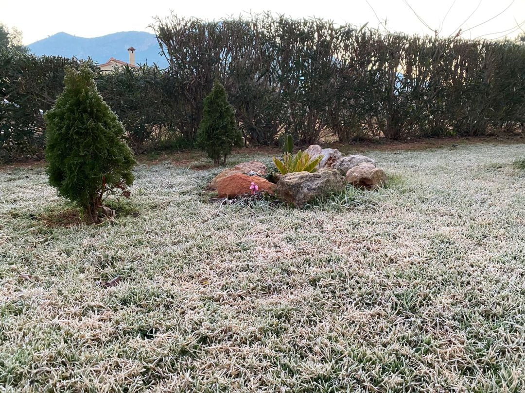 Escarcha en la zona de Marxuquera de Palma de Gandia