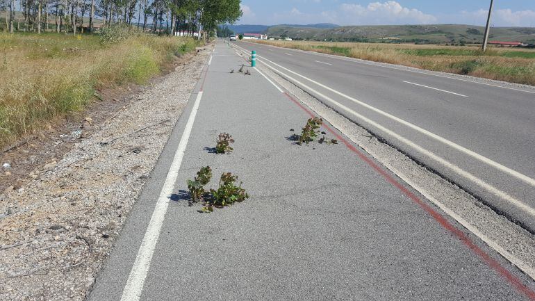 Aspecto del carril bici