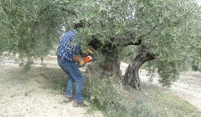 I concurso de poda del olivo “Ciudad de Alcaudete”