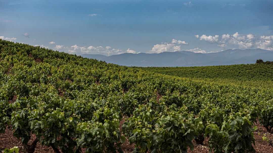 Imagen de archivo de una viña en La Rioja en pleno verano.