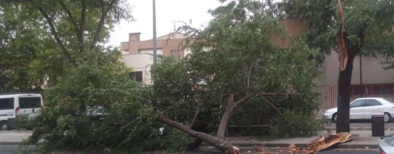 El viento sigue haciendo de las suyas en la capital