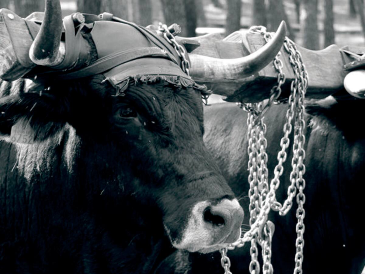 La Ruta Carreteril inicia su 27ª edición con la mirada puesta en el reconocimiento agrícola mundial