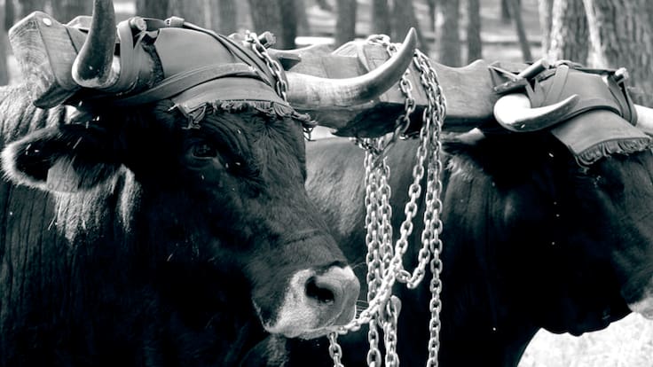 La XXVII Ruta Carreteril promueve la declaración SIPAM para los pinares de Burgos y Soria