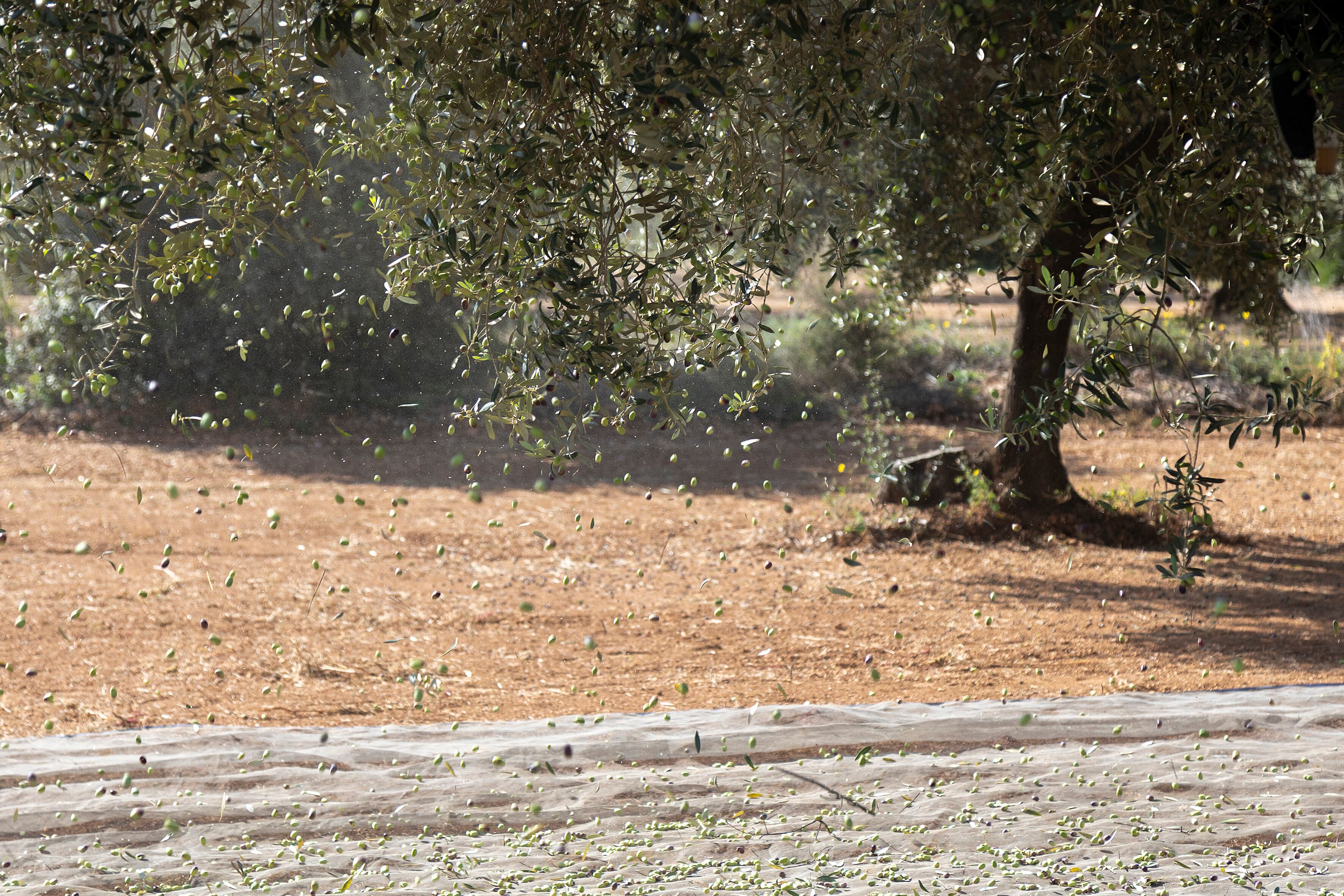 GRAFCVA052. CANET LO ROIG (CASTELLÓN), 02/12/2022.- El interior de Castellón vive este año una tormenta perfecta que asola uno de sus tesoros más preciados, los campos de olivos, y sus agricultores y cooperativistas se afanan ahora en pensar cómo afrontar una profunda crisis de la que tiene tanta culpa la meteorología como un incendio histórico, el de Bejís.EFE/ Domenech Castelló
