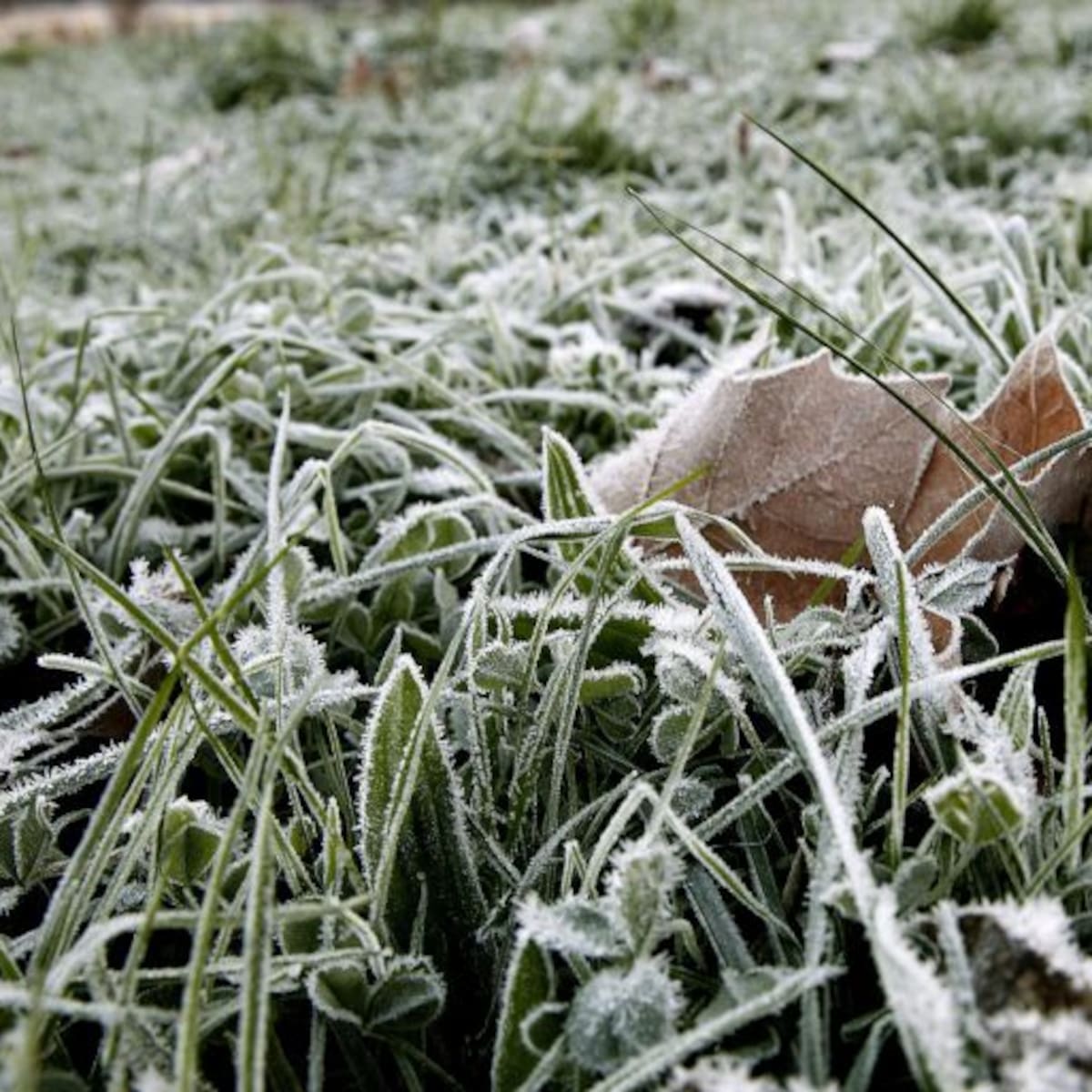 Parte de Mallorca registra heladas y Escorca baja hasta los -4ºC