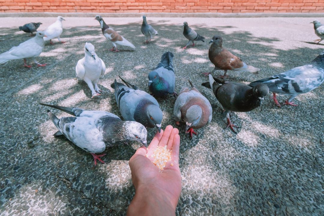 Superpoblación de palomas en Palencia