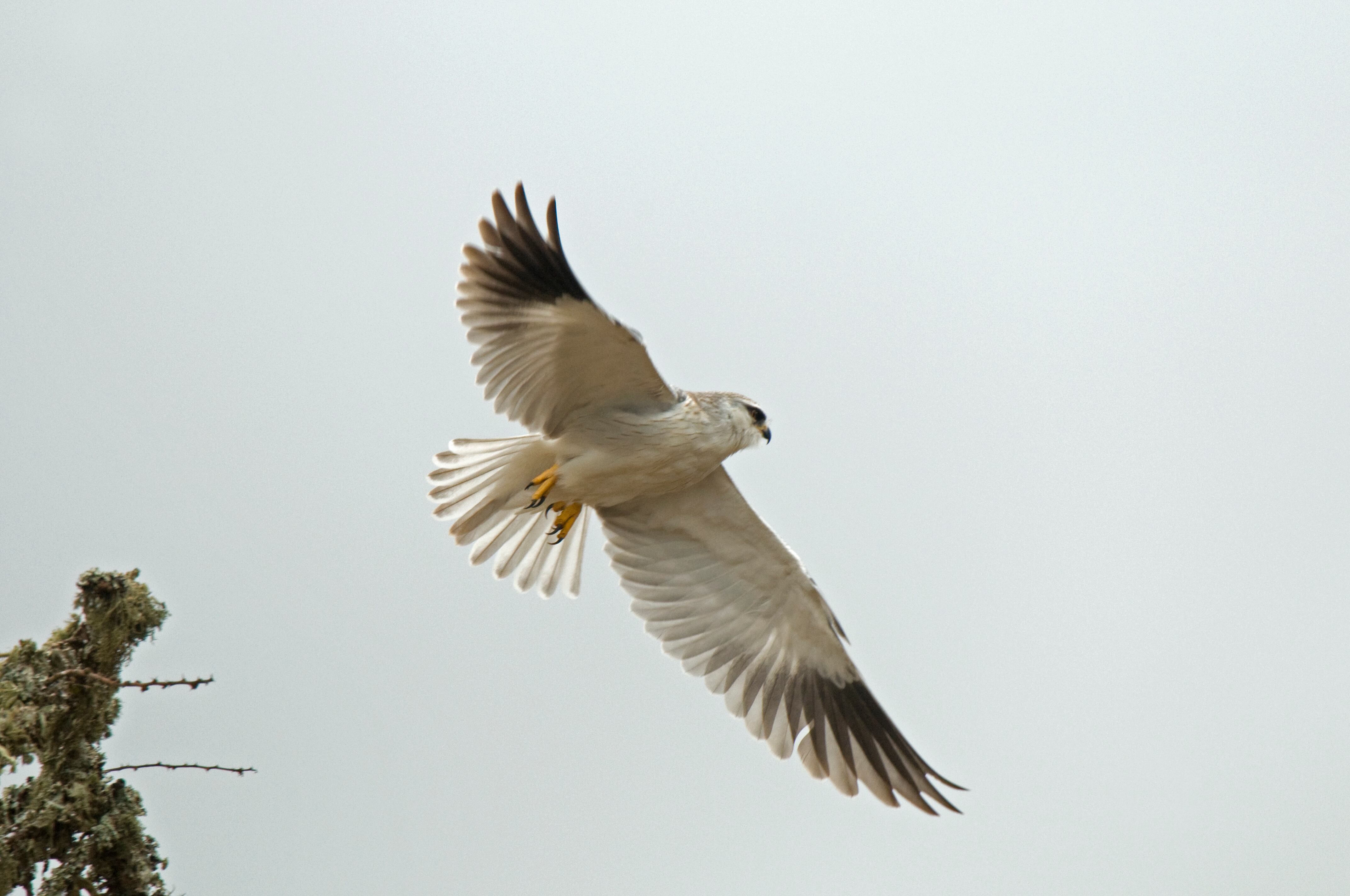 Elanio común en vuelo