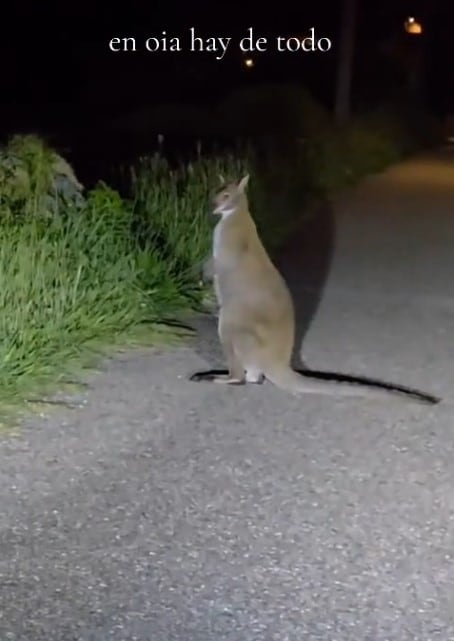 Una de las imágenes captadas de este pequeño marsupial.