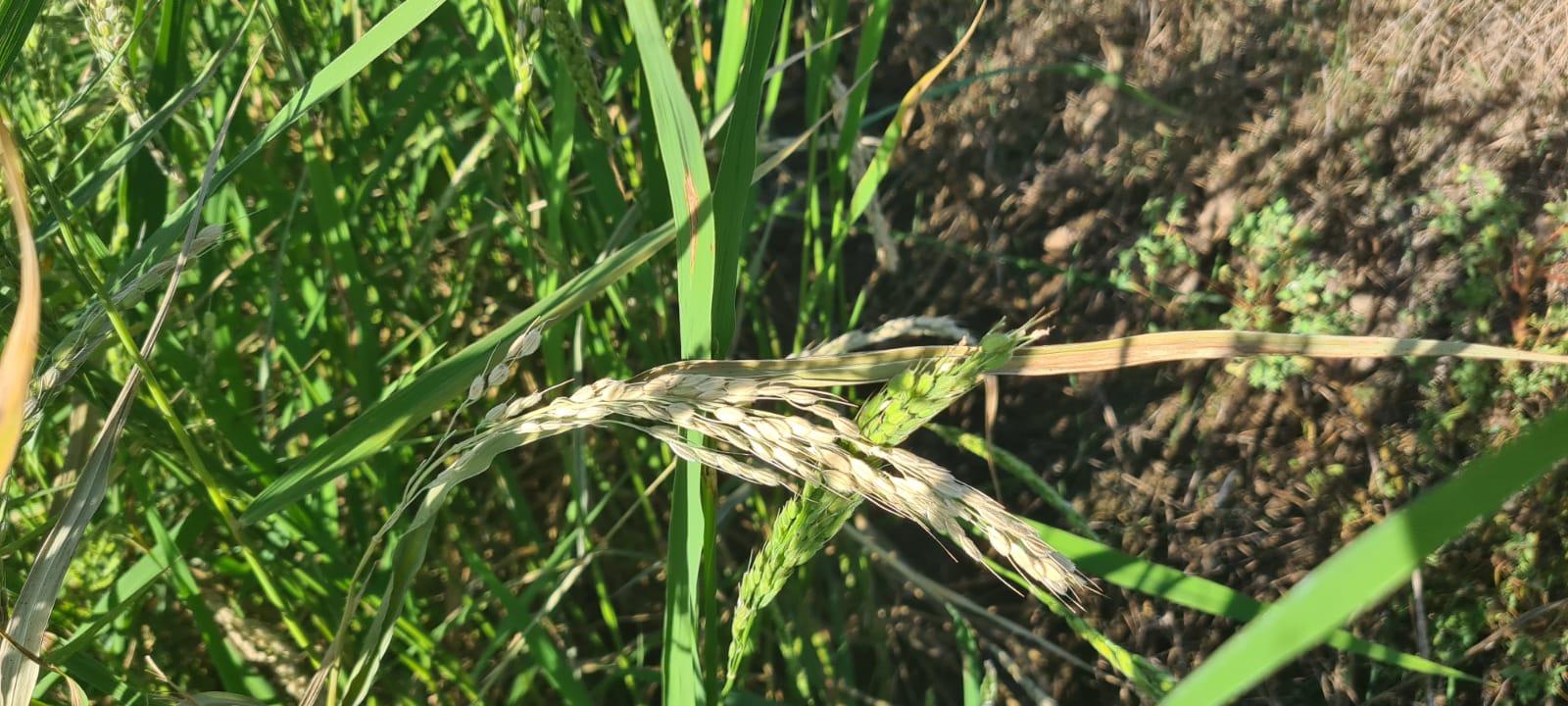 Arroz bomba afectado por pyricularia