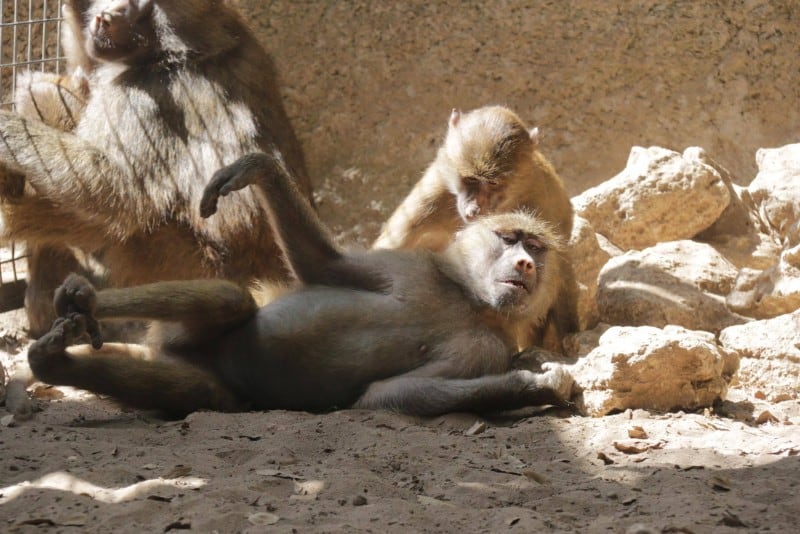 Monos en el zoo