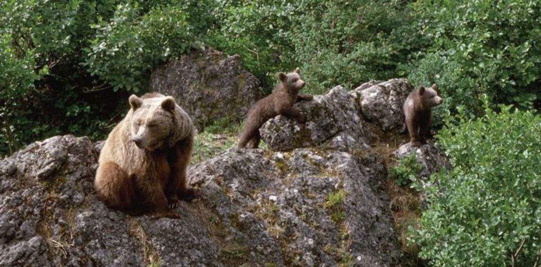 Las hembras y sus crías aprovechan la tranquilidad de esta primavera atípica