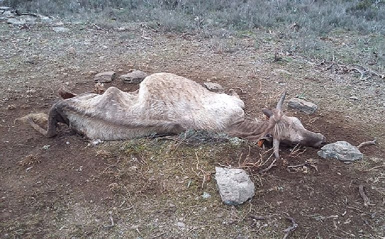 Una de las vacas atacadas por los buitres en la Sierra Norte de Guadalajara.