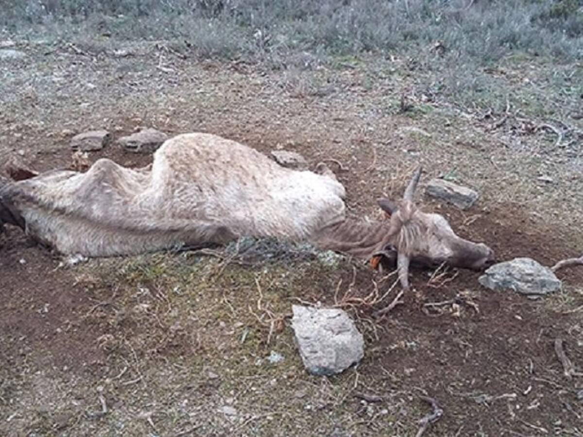 “De momento no hay previstas ayudas por los ataques de buitres al ganado”