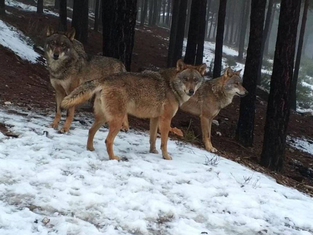 Luz verde al plan de aprovechamientos comarcales de lobo