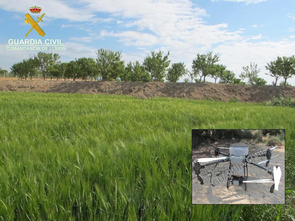 La Guàrdia Civil investiga una persona per un suposat delicte de danys per aplicar un herbicida amb un dron. Foto: Guàrdia Civil.