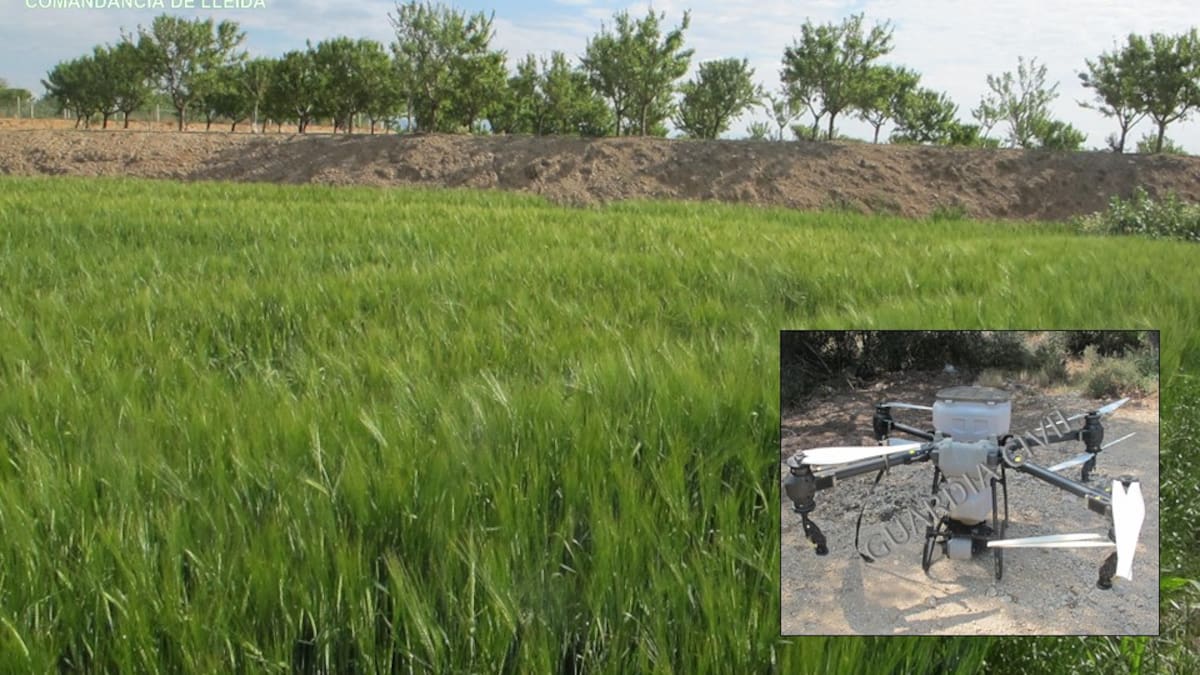 Investiguen una persona per aplicar un herbicida amb dron en un sembrat a la Noguera i causar danys en arbres fruiters