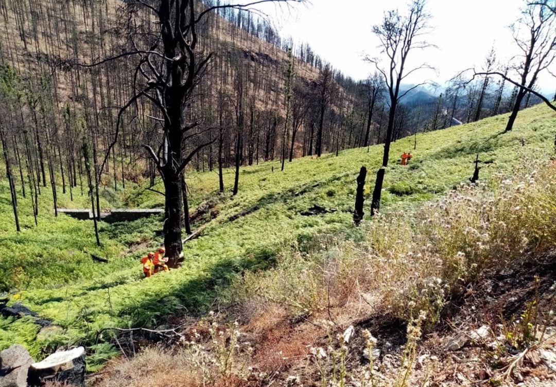 Finalizan los trabajos de restauración ambiental en la zona afectada por el incendio de Gran Canaria