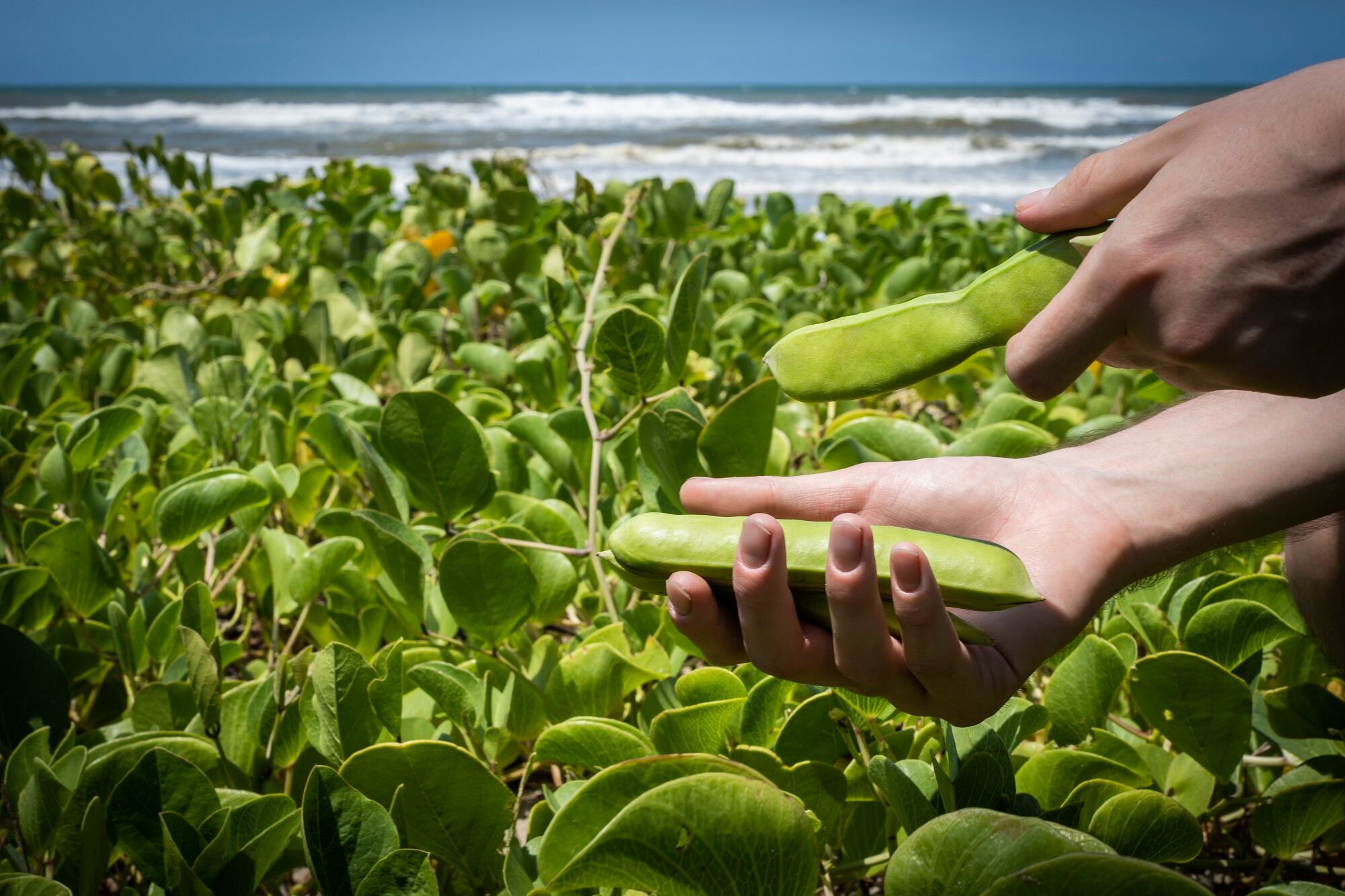 Las plantas halófilas, como la &#039;canavalia rosea&#039;, son aquellas que crecen en suelos salinos, cerca del mar.