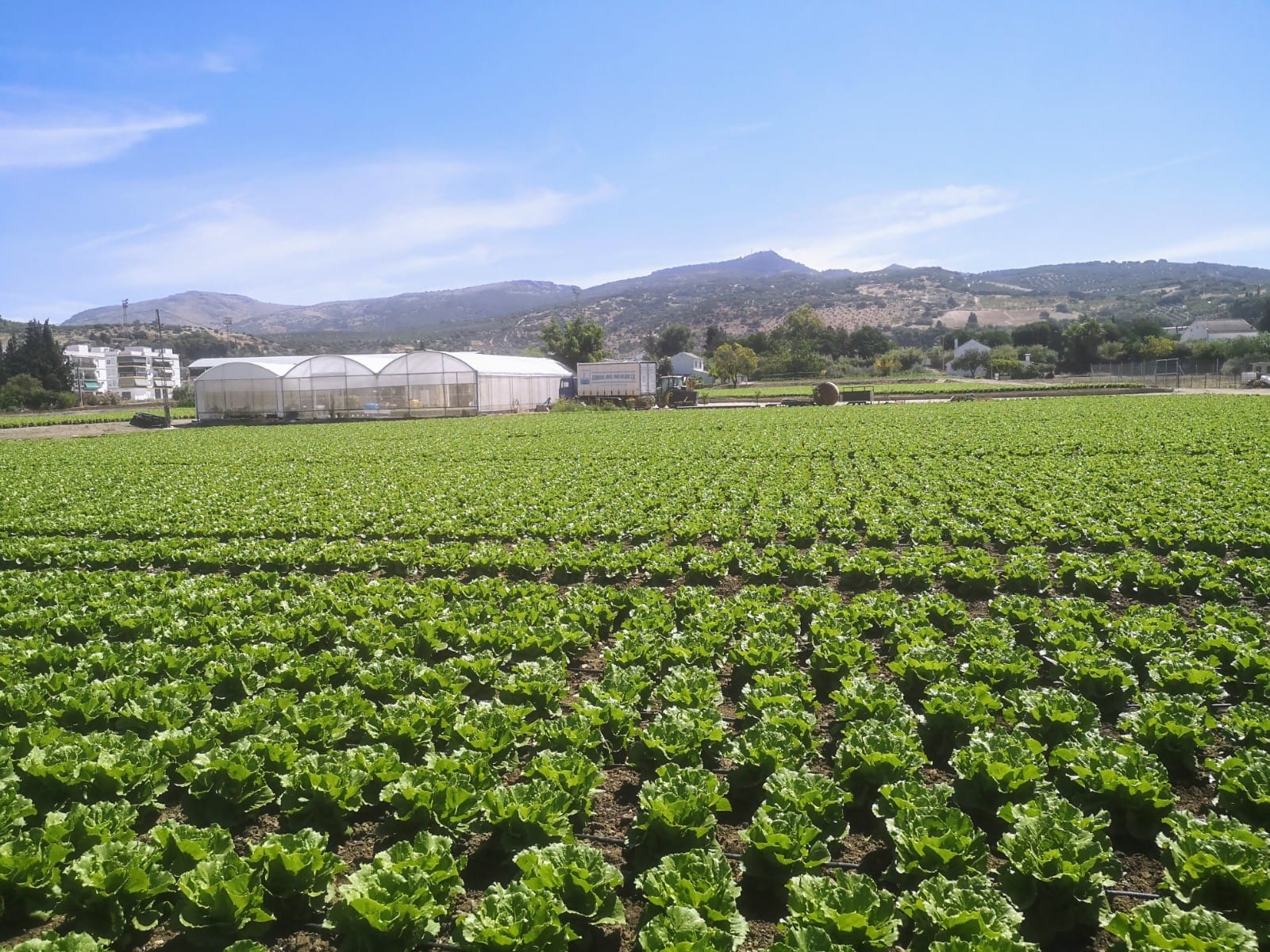 Huerta de lechugas de los Hermanos Pino en Cabra