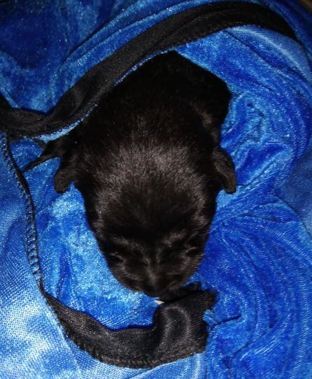 El cachorro que sobrevivió está recibiendo los cuidados de un vecino de Lanzarote que se ha hecho cargo de él.