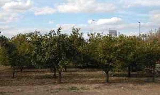 Naranjos en la huerta de Murcia.