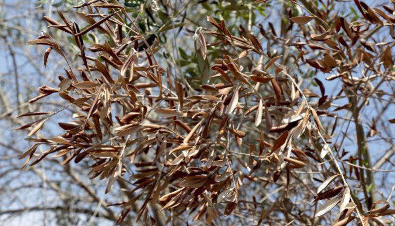 Xylella fastidiosa