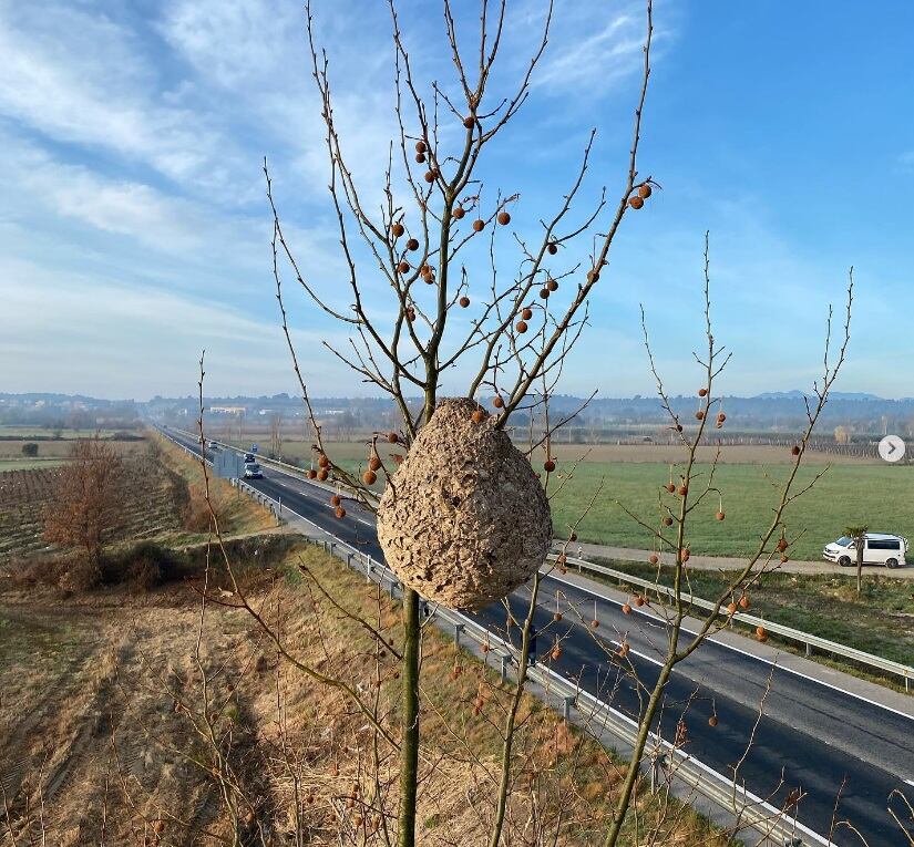 Un niu buit de vespa asitàtica.