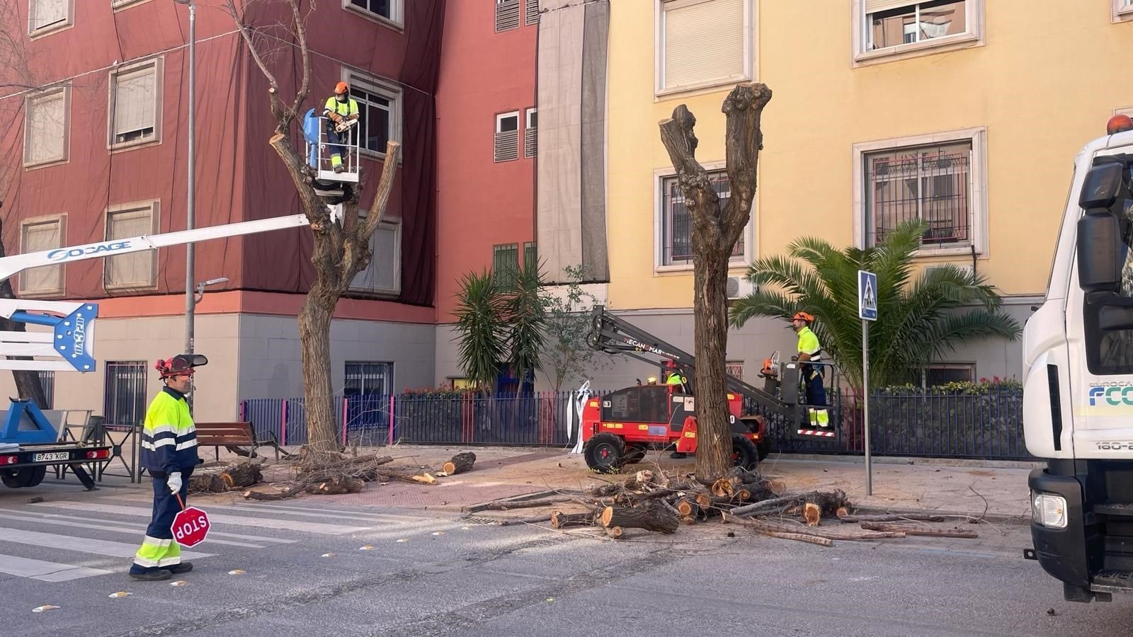 Tala de árboles en la avenida Ruiz Jiménez de Jaén.