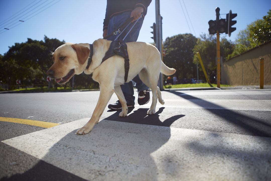 Un perro guía cruzando un paso de peatones con su dueño