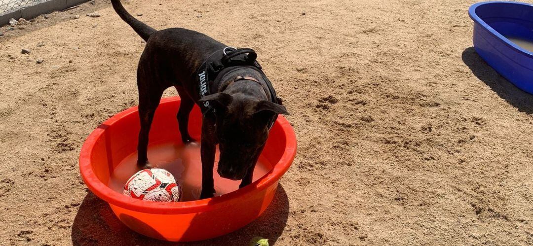 Uno de los perros acogidos en el centro de Rivas