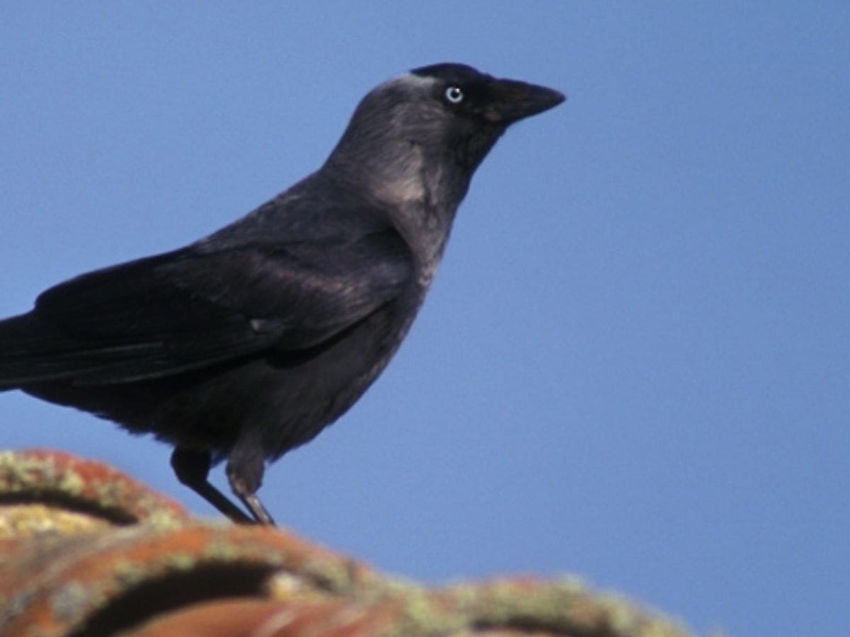Nómada del viento: las grajillas