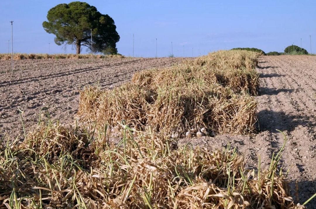 Recogida de ajos en Las Pedroñeras