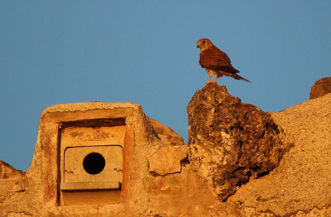 Un ejemplar de cernícalo primilla junto a un nido restaurado por GREFA en el castillo de Torrejón de Velasco.