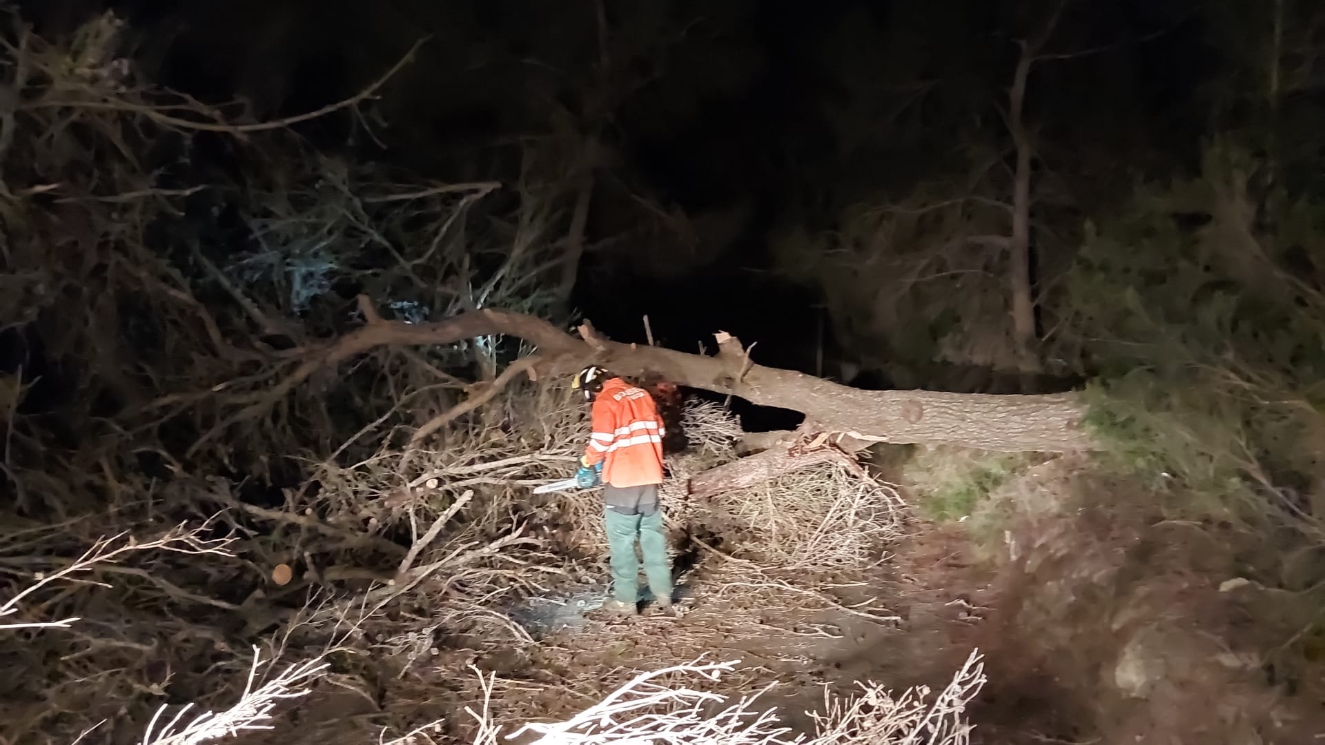 Los bomberos trabajando en la retirada de árboles caídos