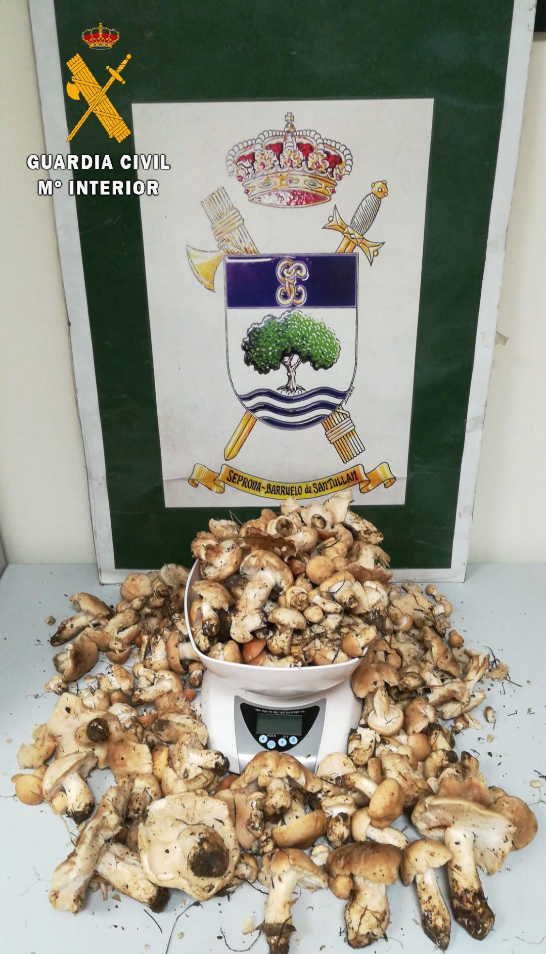 Setas incautadas en la provincia de Palencia