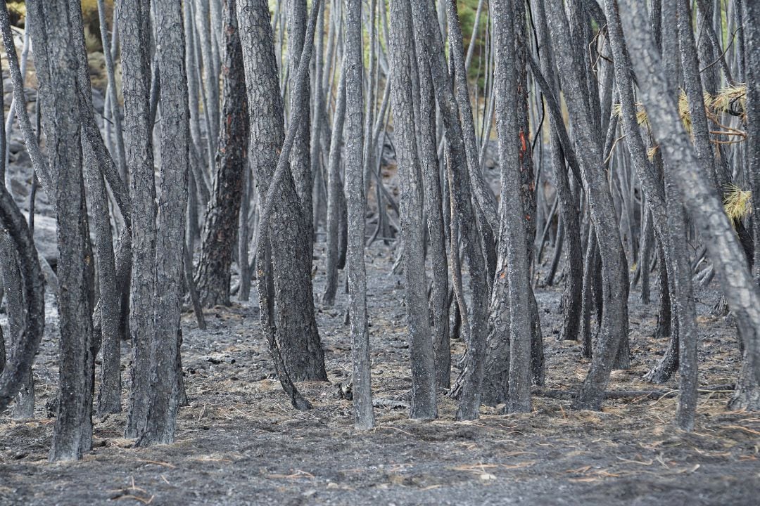 El 93% de la superficie carbonizada en Pedro Bernardo y Gavilanes pertenece a montes de utilidad pública