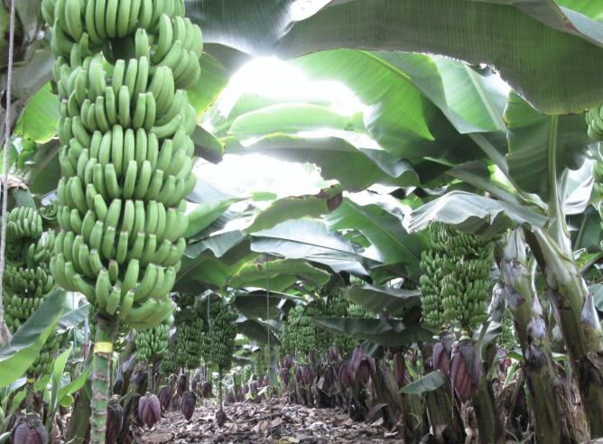 Plataneras en Canarias