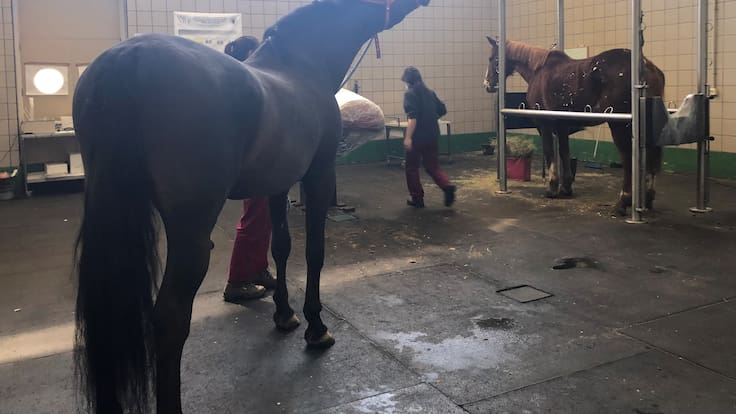 El futuro del Hospital Clínico Veterinario en peligro por los recortes del Gobierno de Ayuso: "Los animales comen todos los días y el pienso cada día es más caro"