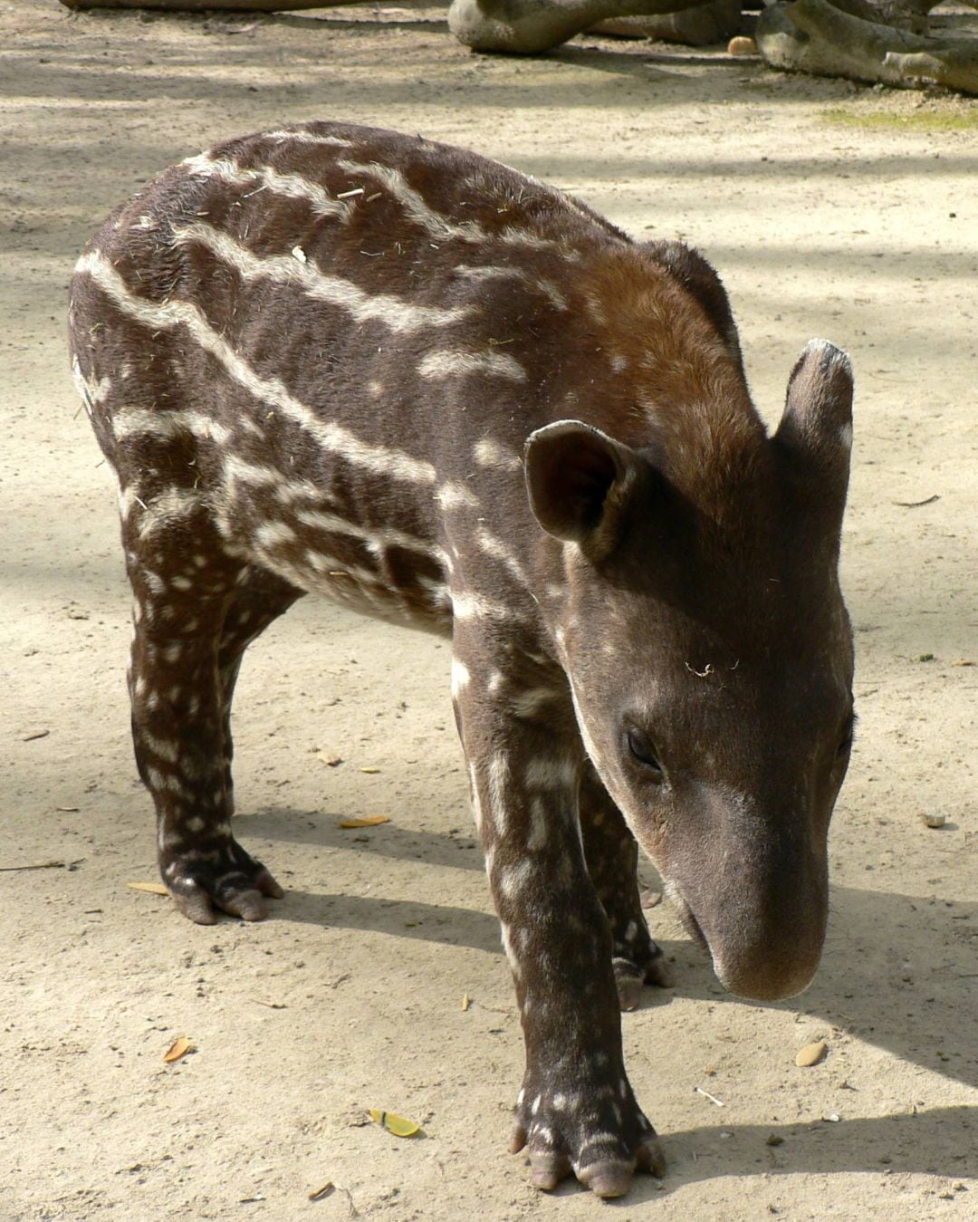 El tapir nacido en julio en el Zoobotánico se adapta a la vida en familia en su instalación